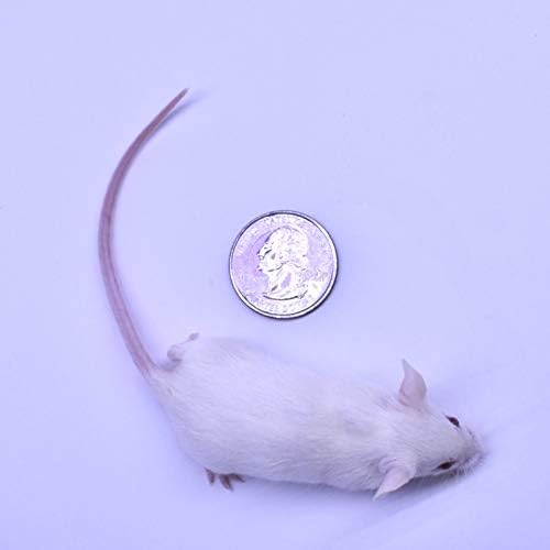 MiceDirect EST. 2003 25 Frozen Mice Weanling Feeders Snake Food for Juvenile Red Tail Boas Ball Python Adult Milk Snakes Corn Sand Boa (2-2.5 in) (325 Grams Min)