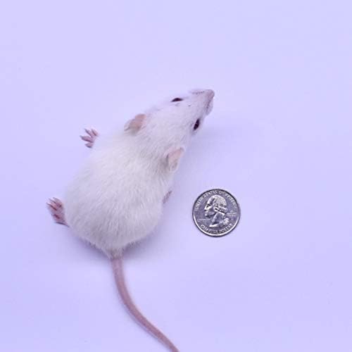 MiceDirect- 10 Rat Weanlings- Fresh Fast Frozen Food Feeders for SubAdult Ball Python Red Tail Boa Monitor Lizard Birds of Prey Pet Reptiles
