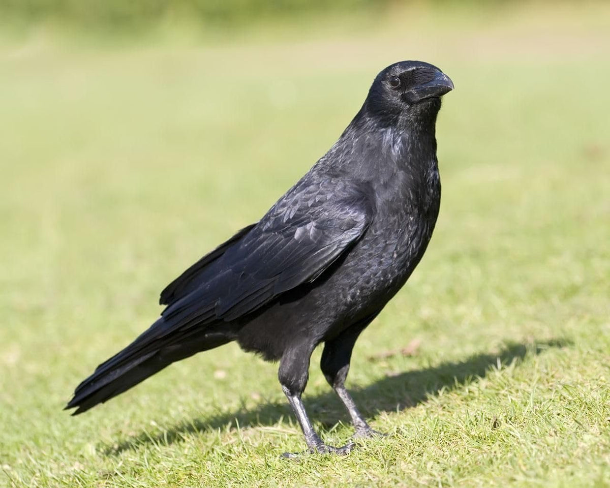 Primos Hunting Crow Call - Realistic Sound for Effective Calling | Perfect for All Hunters