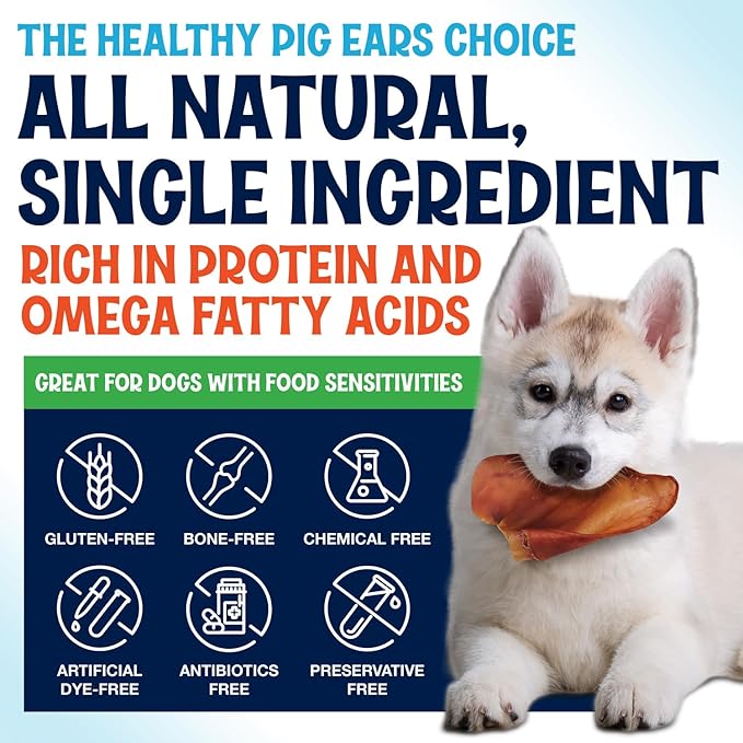 Whole Pig Ears for Dogs Large - 50 Pack Long Lasting Dog Chews โ One Ingredient Delicious All Natural Flavor โ Easy to Digest Dog Treats for Large Dogs - Great for Teeth and Gums