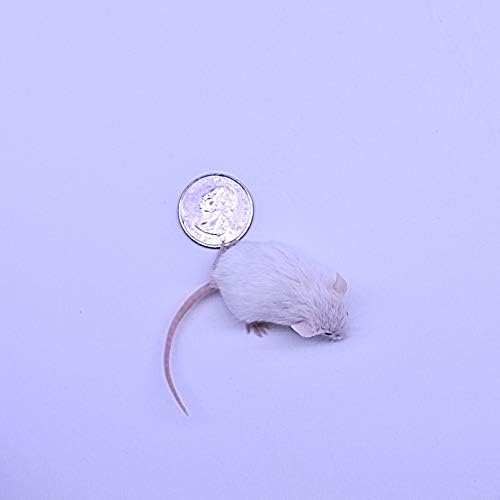 MiceDirect 80 Frozen Mice Combo Pack of 40 Hoppers and 40 Weanling Feeders Snake Food for Mice for Juvenile Ball Python Adult Milk Corn Snakes (1.5-2.5 in)(Pack of 80)(800 Grams Min)