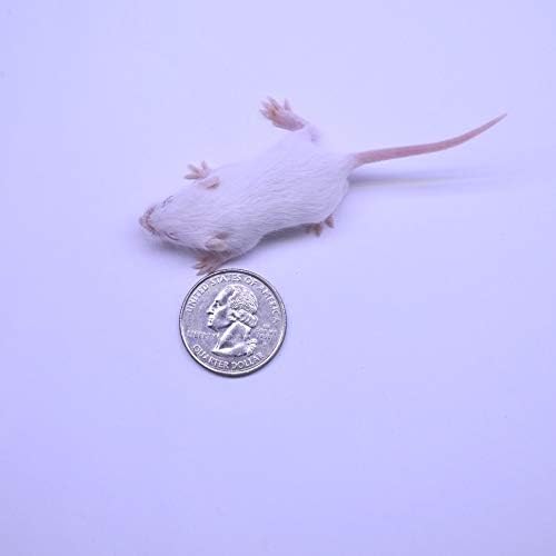 MiceDirect EST. 2003 80 Frozen Mice Combo Pack of 40 Fuzzies and Hopper Feeders Snake Food for Corn Snakes Ball Pythons Lizards (1.25-2 in)(440 Grams Min)