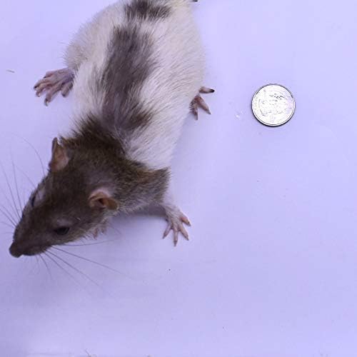 MiceDirect 15 Jumbo Rats: Fresh Fast Frozen Food for Corn Snakes Ball Pythons