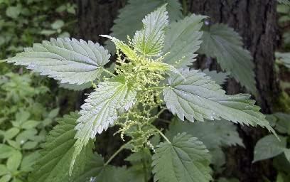 Stinging Nettle Root (Urtica Dioica) 10:1 Full-Spectrum Water Extract Powder Supplement for Men, Urinary Function (75 Grams)