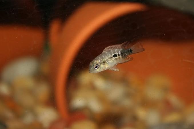 Aquatic Foods Inc. 6-Type Baby Blend- Bloodworm, Brine Shrimp, Plankton, Mysis, Tubifex, Krill, for Tropical Fish Fry, Babies, Guppies, Tetras, Bettas, Nano Fish…1oz Squeeze Bottle