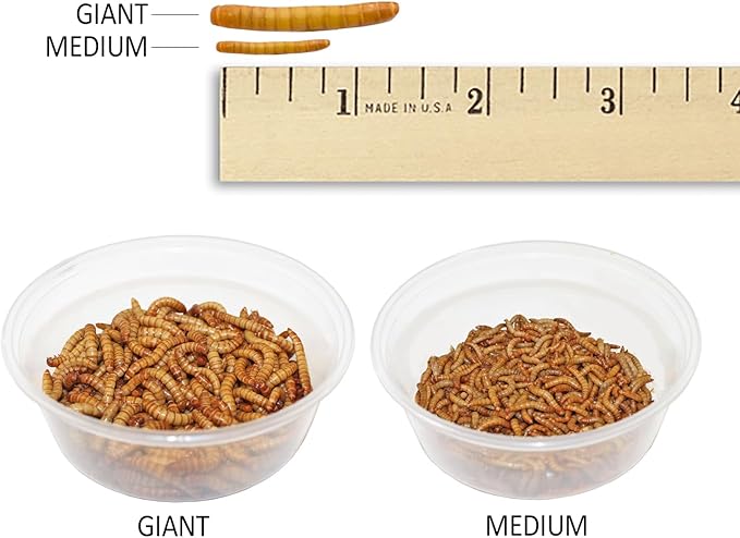 Exotic Nutrition Medium Live Mealworms (1/2") (3,000 Pack)