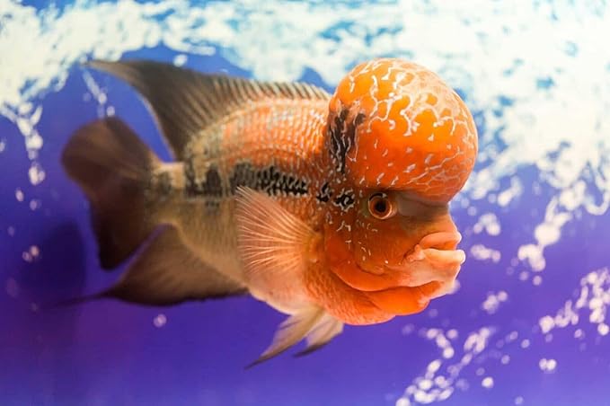 Aquatic Foods Inc. Flowerhorn Fish Ultra Red Color Enhancing 1.5mm-2mm Floating Pellets. Color Enhancing in 10-Days for Baby, Juvenile and Adult Flowerhorn…8oz Small Jar