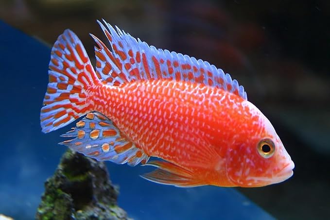 Aquatic Foods Inc. Ultra Intense Color Enhancing with a 10-Day Color Change, 1.5mm - 2mm Floating Pellets for Cichlids, Discus, All Baby and Small Tropical Fish & Pond Fish...1/2-lb Bag