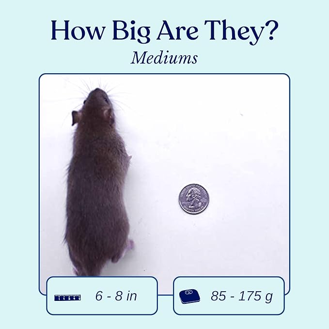 MiceDirect EST. 2003 10 Frozen Rat Medium Feeders Snake Food Adult Ball Pythons Monitors Lizards and Birds of Prey (6-8 in) (No Flavoring)