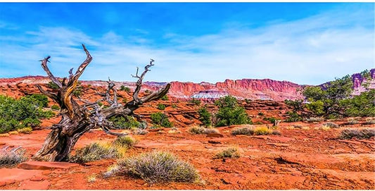 AWERT 24x12 inches Reptile Habitat Background Blue Sky Oasis Orange Desert Terrarium Background