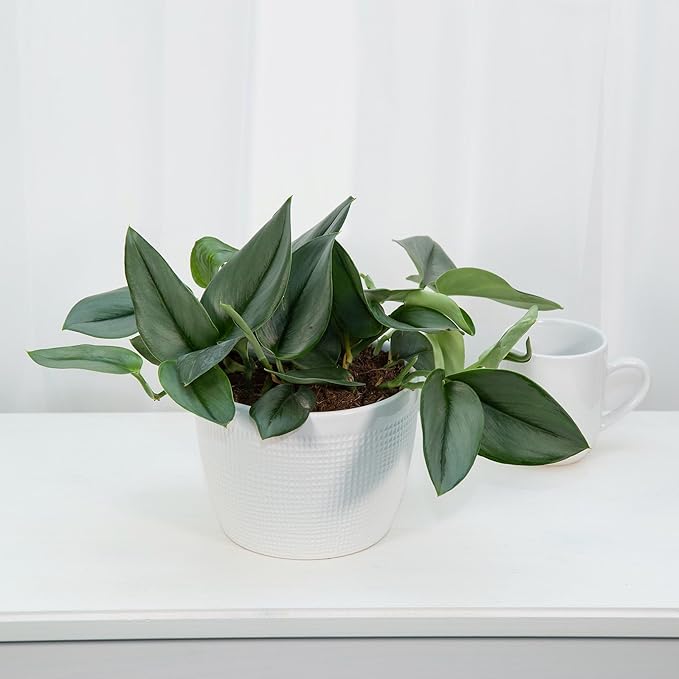 Gardenera Scindapsus Sterling Potting Mix - Promote Strong Roots and Captivating Foliage with Our Premium Blend - 4 Quart