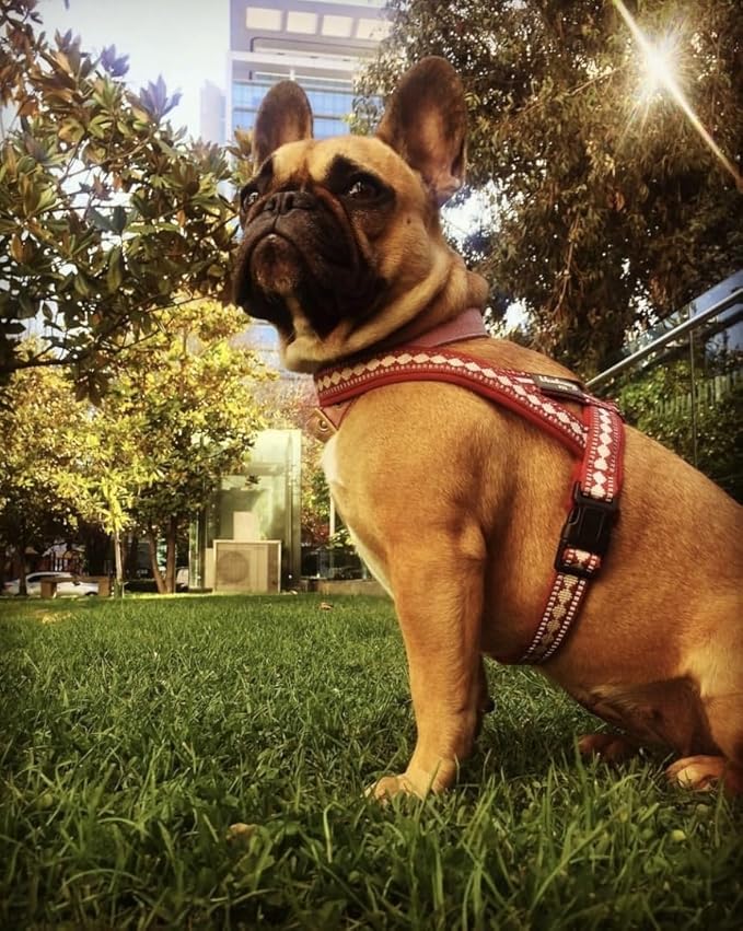Blueberry Pet 4 Colors Soft & Comfy 3M Reflective Jacquard Padded Dog Harness, Chest Girth 20.5" - 26", Purple Grey, Medium, Adjustable Harnesses for Dogs