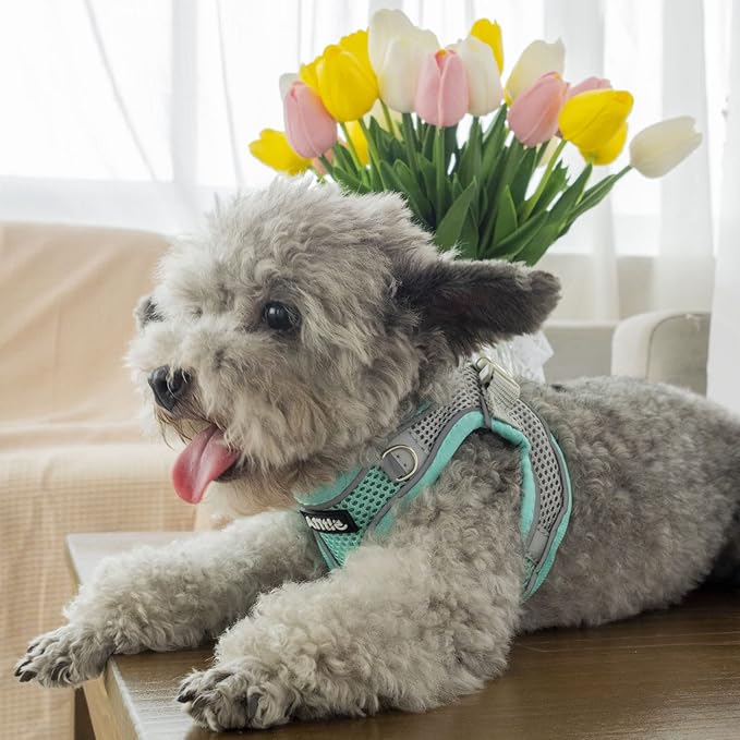 AIITLE Easy Walk Dog Harness and Leash Set - Pet Supply No Pull, Step in Adjustable Pet Harnesses with Padded Vest for Summer, No Choke Over, Easy to Put on Medium Dogs Turquoise L