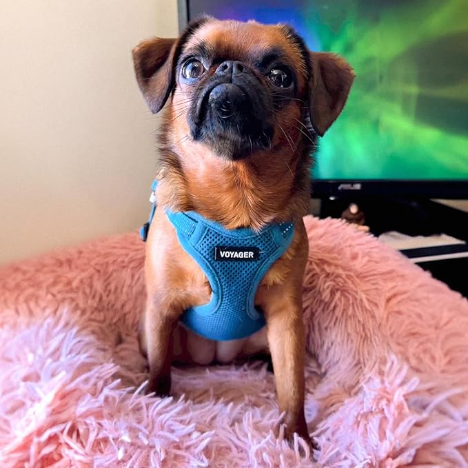Best Pet Supplies Voyager Adjustable Step-in Flex Breathable Mesh Dog Harness for Small Medium Large Dogs (Turquoise), S