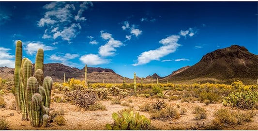AWERT 24x12 inches Reptile Habitat Background Blue Sky Oasis Cactus Desert Terrarium Background Vinyl
