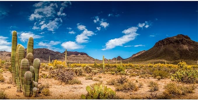 AWERT 48x20 inches Reptile Habitat Background Blue Sky Oasis Cactus Desert Terrarium Background Vinyl