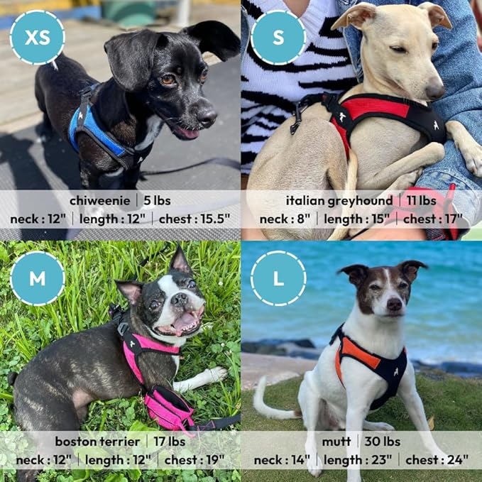 Gooby - Escape Free Easy Fit Harness, Small Dog Step-in Harness for Dogs that Like to Escape Their Harness, Turquoise, Small