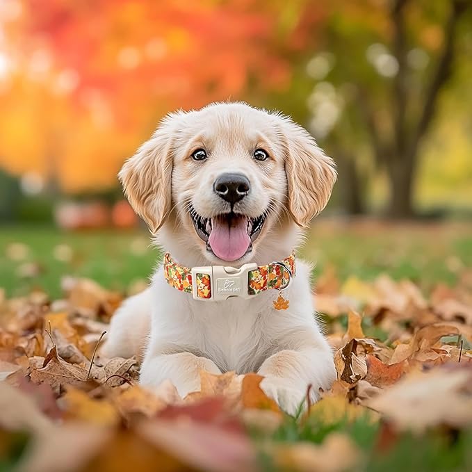 Fall Dog Collar Cute Autumn Leaves Puppy Collar - Light Comfortable Adjustable Pet Collars for Small Medium Large Girl Boy Dogs S