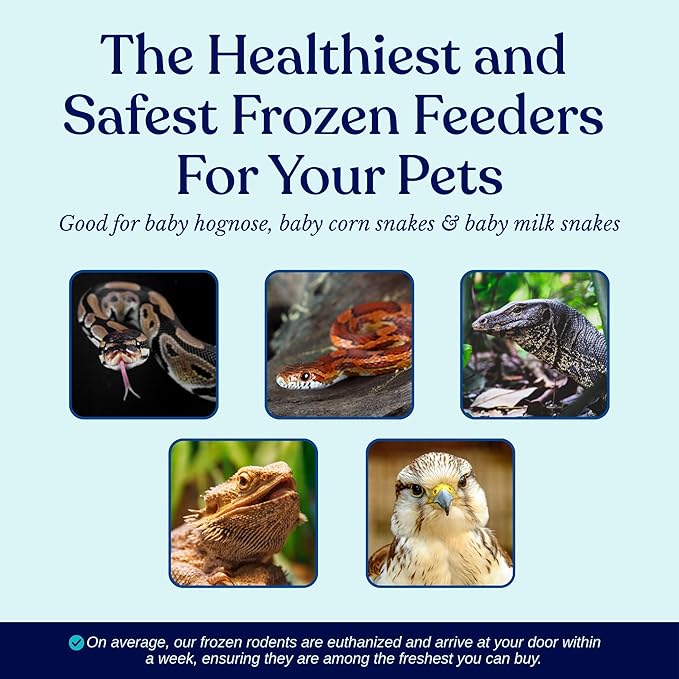 MiceDirect Frozen Mice Small Pinkie Feeders Snake Food for Corns Ball Pythons Lizards (.5-1 in) (40 Count)