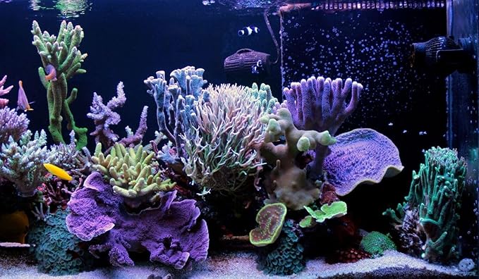 Aquatic Foods Inc. Golden Pearls 5-50 Microns for Tropical Fish Fry and Babies, Corals, Anemones, Reef Tanks…2oz Squeeze Bottle