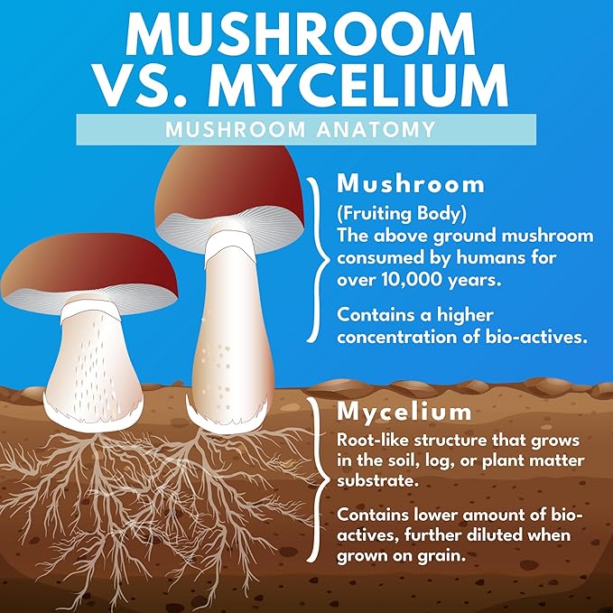 Mushroom Supreme 7 – Mushroom Supplement – Organic Extracts of Turkey Tail, Chaga, Phellinus, Reishi, Cordyceps, Maitake, Shiitake for Immune Support & Optimal Wellness, 60 Caps