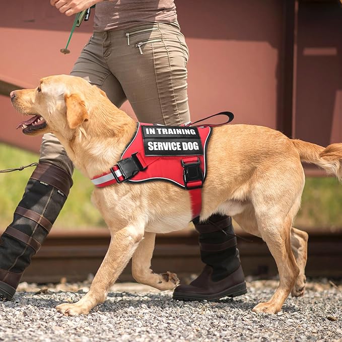 Service Dog Vest Harness and Leash Set+10 Patches,No Pull&Adjustable Reflective Dog Harness with Soft Padded Handle for Training/Everyday,Fit Small/Medium/Large/Extra-Large Dogs(Red L)