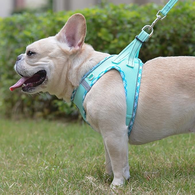 Mercano Soft Mesh Dog Harness and Leash Set, No-Chock Step-in Reflective Breathable Lightweight Easy Walk Vest Harnesses with Safety Buckle for Small Dogs, Cats (Light Green, M)