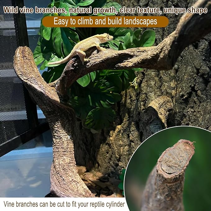 BNOSDM Reptile Forest Climbing Branch Decor Crested Gecko Climb Wood Natural Branches Tree for Snake Frog Chameleon Spider Bearded Dragon Terrarium Habitat Tank Accessories,4PCS