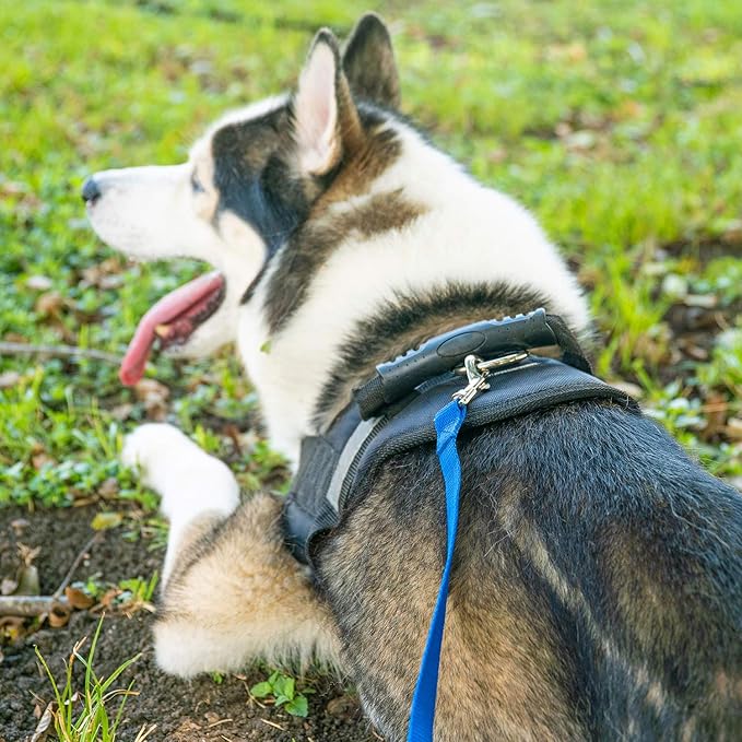Hi Kiss Dog/Puppy Obedience Recall Training Agility Lead - 15ft 20ft 30ft 50ft 100ft Training Leash - Great for Training, Play, Camping, or Backyard Purple 30 Feet