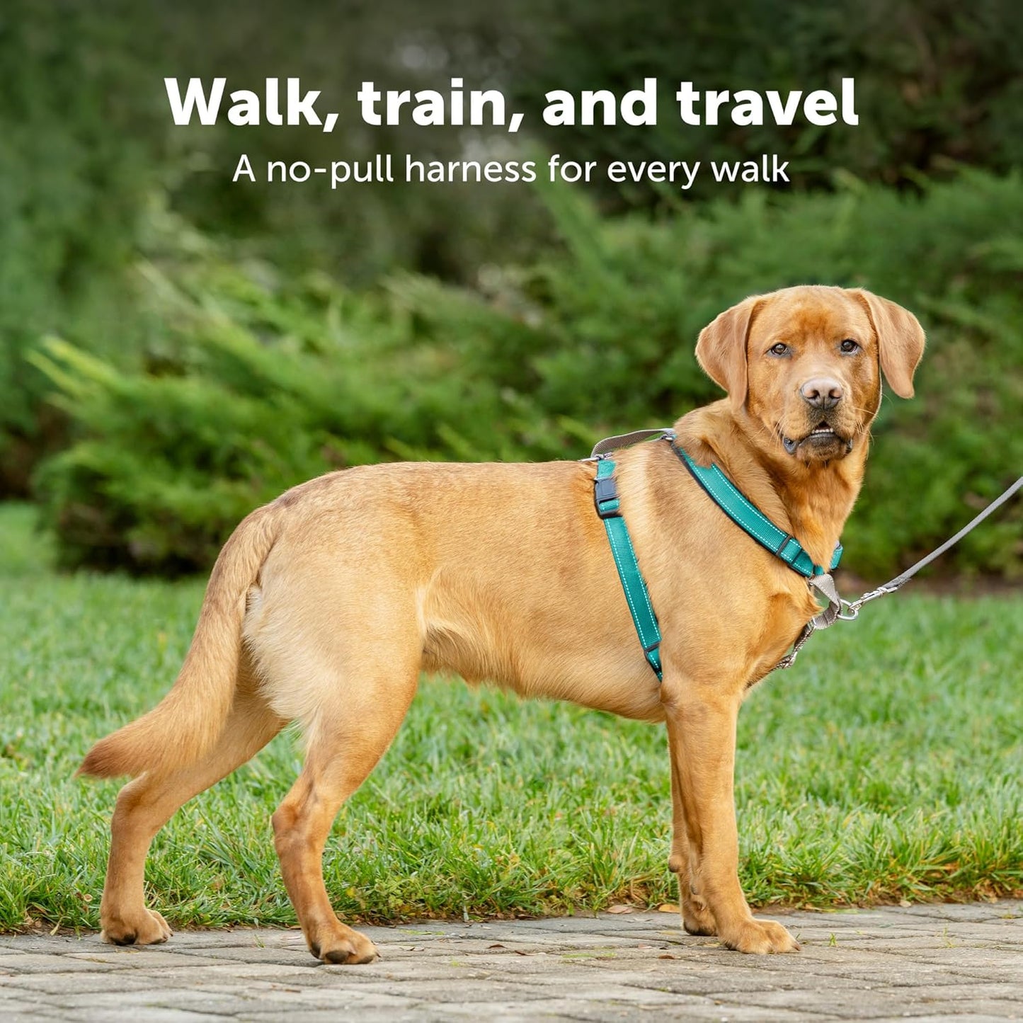 PetSafe 3 in 1 Dog Harness - No Pull Solution for Dogs - Reflective Dog Harness - Front D-Ring Clip Helps Stop Pulling - Comfortable Padded Straps - Top Handle Enhances Control - Plum - Medium