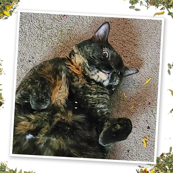 Meowijuana Get Spooked Bundle | Pumpkin Refillable Toy and Harvest Moon Blend | Promotes Play and Cat Health | Includes North American Organic Catnip