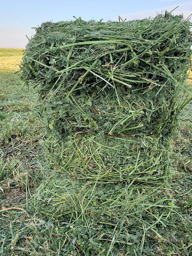 Fresh Alfalfa Hay 40Lbs by Bunny Honey - Natural Hay for Guinea Pigs, Rabbits, Hamsters, Hedgehogs, and More Small Animal Pets - Not Blended, Green Chopped & Delivered Fresh