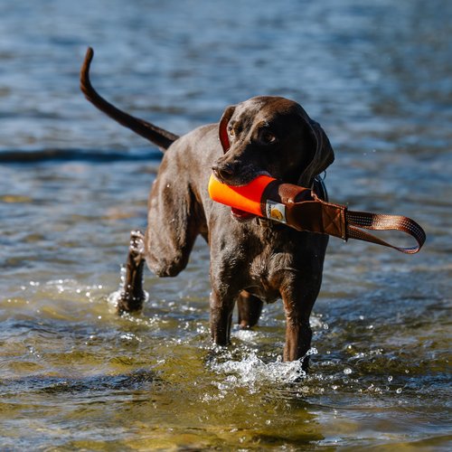 Carhartt Pet Training Tool, Dog Retrieving Bumper, Rugged Nylon Duck Canvas Training Bumper Designed for Retrieval Training, Hunter Orange, Small