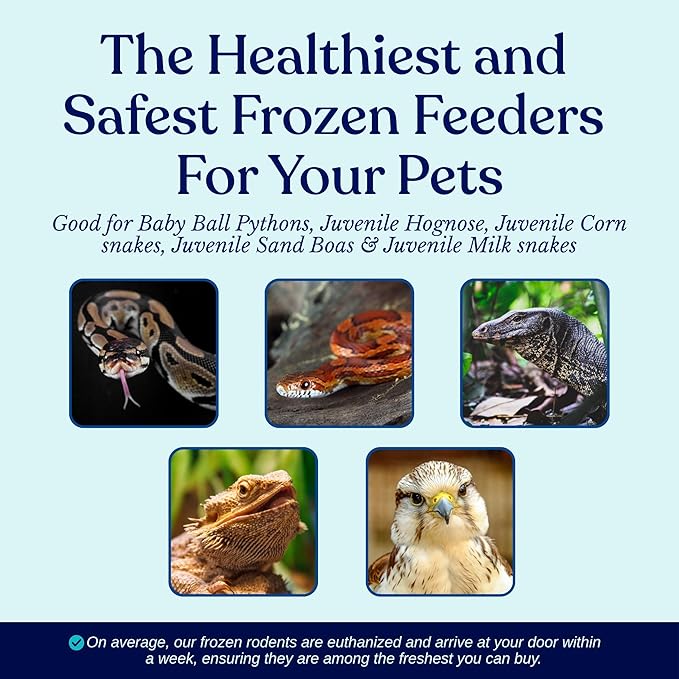 MiceDirect 100 Fuzzie Rats: Pack of Frozen Fuzzie Feeder Rats - Food for Corn Snakes, Ball Pythons, Lizards and Other Pet Reptiles - Freshest Snake Feed Supplies