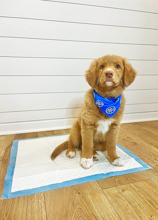 Four Paws Wee-Wee Odor Control with Febreze Freshness Pee Pads for Dogs & Puppies, Leak-Proof Dog Housebreaking Potty Training Floor Protection, Spring Fresh Scent, 22" x 23", 50 Count