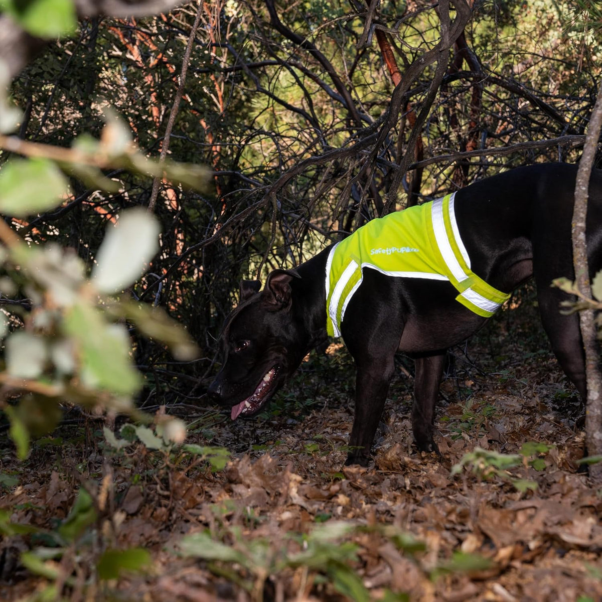 SafetyPUP | XD Lite Dog Vest - Reflective Hi-Visibility Coverage to Mid Back in Fluorescent Yellow