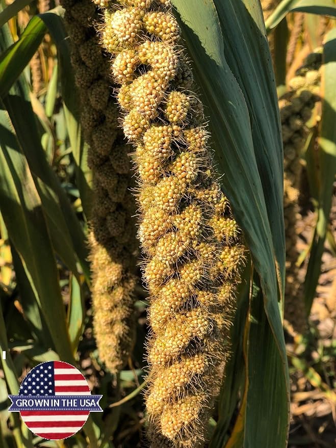 Birds LOVE Wholesome & Lovely Spray Millet | GMO Free (No Stems Only Edible Tops) for Parrots Birds Cockatiel Lovebird Parakeet Finch Canary All Parrots Healthy Treat -25lbs