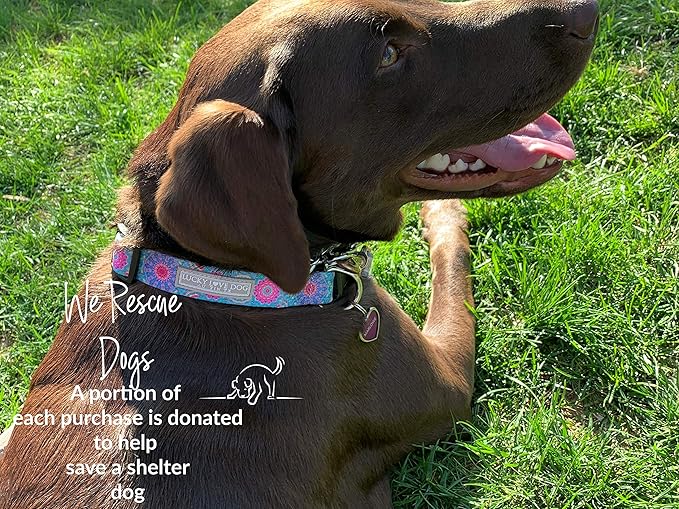 Lucky Love Dog, Boho Chic Matching Dog Collar and Leash Set, Vivid Pink and Turquoise Collar and Leash for Dogs, Soft, Adjustable, Safe for Training and Walking - (Large, Clara Combo)